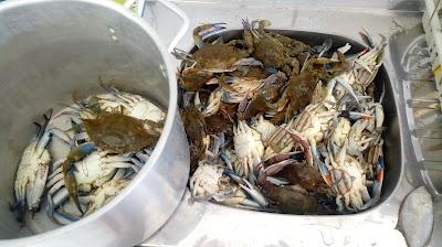 Hotel Praia do Camacho - Foto 1