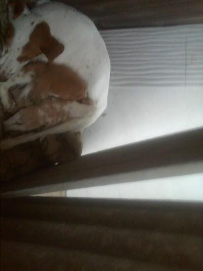 caldo de cana e pastelaria do coxinha - Foto 1